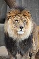 African Lion