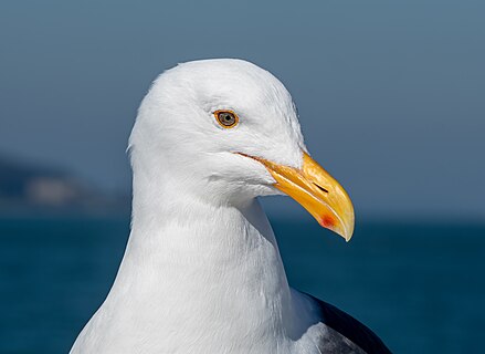 Western gull head