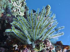 Comaster schlegelii aux Maldives