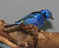 Opal-rumped Tanager