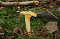 Cantharellus cibarius