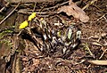 Tussilago farfara