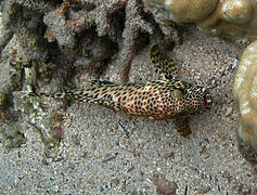 Epinephelus tauvina