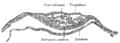 Section through embryonic disk of Vespertilio murinus.