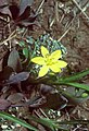 Hypoxis hirsuta