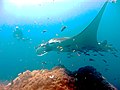 Raie manta (Manta birostris, Myliobatidae), en Thaïlande]