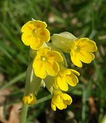 Primula veris