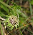 Scabiosa columbaria