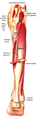 Illustration of soleus.