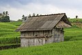 * Nomination Tabanan Regency, Bali, Indonesia: A skewed rice farmer's hut inmiddle of his paddy. --Cccefalon 06:10, 10 March 2015 (UTC) * Promotion Nice.--Famberhorst 06:30, 10 March 2015 (UTC)