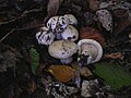 Tricholoma acerbum