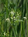 flowering wild Apium graveolens, Photo by Kristian Peters