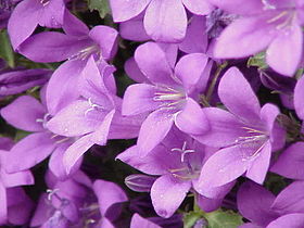 Campanula portenschlagiana (Campanulaceae)