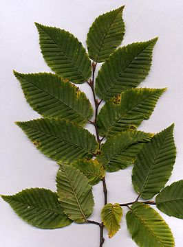 Carpinus