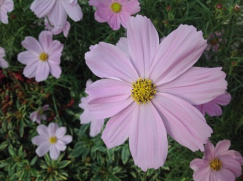 Cosmos bipinnatus 02