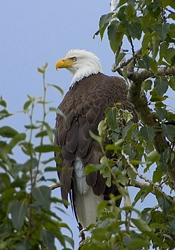 Baltgalvas ērglis (Haliaeetus leucocephalus)