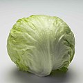 English: Lettuce Español: Lechuga