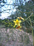 Thumbnail for Parkinsonia aculeata