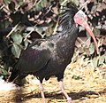 Waldrapp Ibis