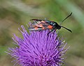 * Nomination Six-spot Burnet. --Quartl 06:56, 7 August 2010 (UTC)) * Promotion  Support QI & Useful -- Archaeodontosaurus 08:24, 7 August 2010 (UTC)