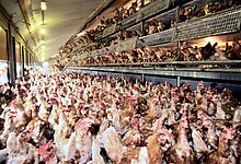 Poules entassées dans un hangar, au sol ou dans des pondoires.