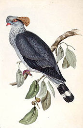 Knoedelduif (Lopholaimus antarcticus)