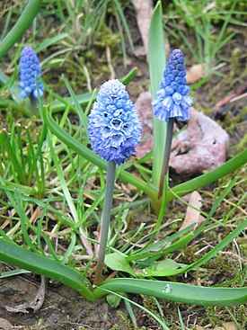 Pseudomuscari azureum в культуре