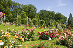 Rozoĝardeno en Baden-Baden