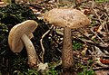 Leccinum scabrum