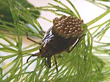 Appasus japonicus male with eggs