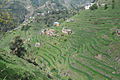 Teres di Lembah Swat Kabal, Pakistan.