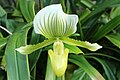 Paphiopedilum maudiae