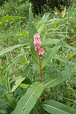 Thumbnail for File:Persicaria amphibia kz07.jpg