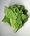 Lechuga romana