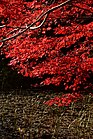 タカドヤ湿地の紅葉