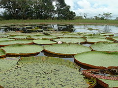 Giant Amazonian Water-lily