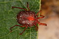 Laufmilbe? Erythraeus sp.? noch offen