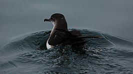 Zwartbuikpijlstormvogel