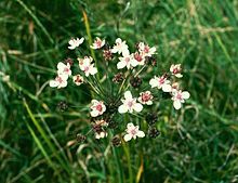 Butomus umbellatus1.jpg