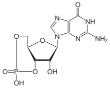 Skeletal formula of cyclic guanosine monophosphate