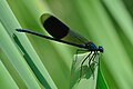 * Nomination Banded demoiselle. --Quartl 17:50, 25 July 2010 (UTC) * Decline composition and colous really good but head unsharp --Mbdortmund 21:53, 25 July 2010 (UTC)  Comment Slightly sharpened the image. --Quartl 19:18, 31 July 2010 (UTC) So sorry, but the head's still too blurry. Be proud for this shot though. Pitke 18:55, 3 August 2010 (UTC)