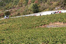 Vendangeurs dans les vignes de Nuits-Saint-Georges en septembre 2019.