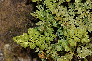 Cryptogramma acrostichoides