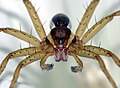 * Nomination Spider Dolomedes fimbriatus--Lucarelli 22:53, 18 August 2010 (UTC) * Promotion  Support QI & Useful --Archaeodontosaurus 09:46, 19 August 2010 (UTC)