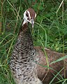 Indian Peacock