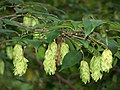 雌花はホップを思わせる C. japonica