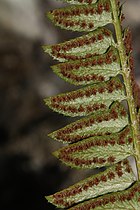 Polystichum lonchitis