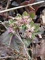 Mokrýš Chrysosplenium macrophyllum