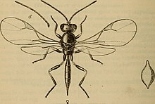 Lysephlebus testaceipes habitus.jpg