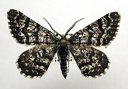 Juodmargis pelkinukas (Macaria carbonaria)